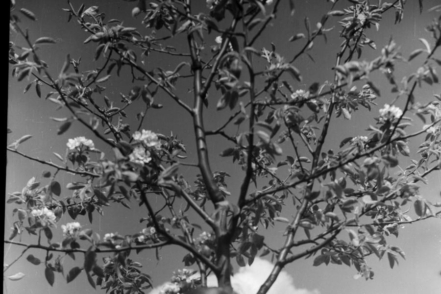 skautem v Jindřichovicích a chata